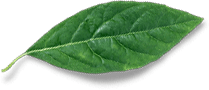 leaf-free-img