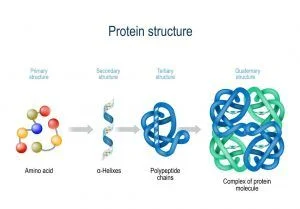 ساختار پروتئین