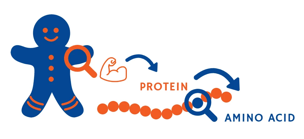 پروتئین در بدنسازی