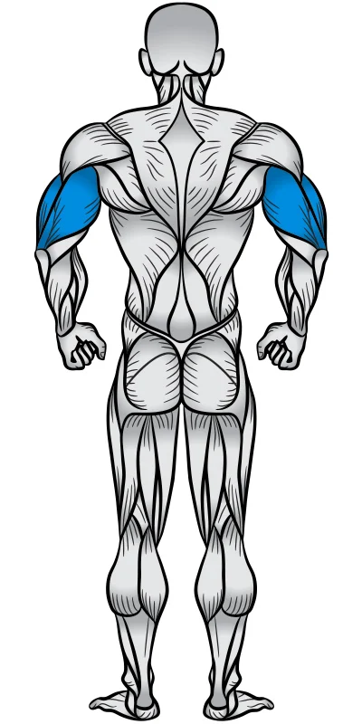 عضلات سه سر پشت بازو