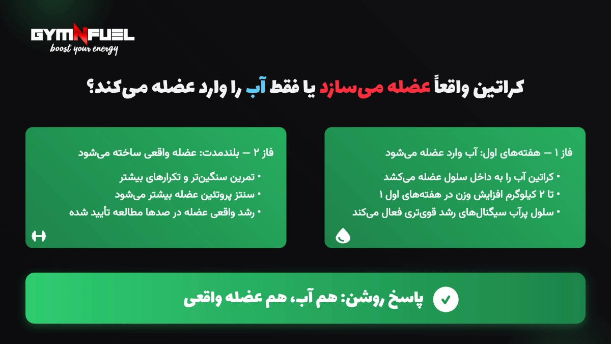 کراتین واقعاً عضله میسازد یا فقط آب را وارد عضله میکند؟
